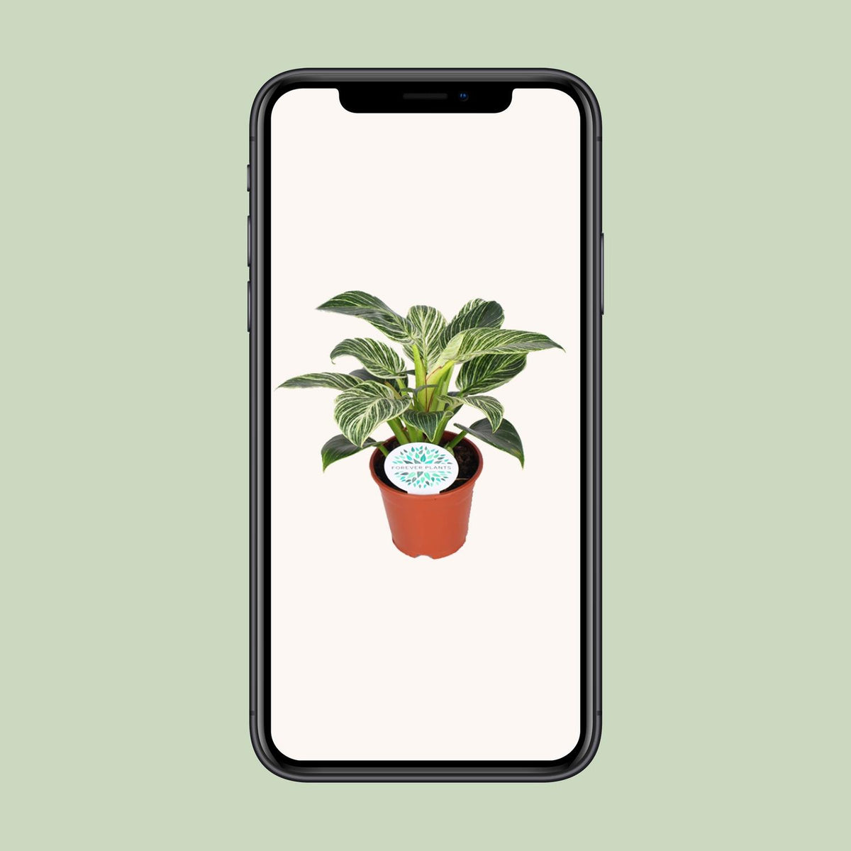 Philodendron Birkin – Ø14 cm, 25 cm høj