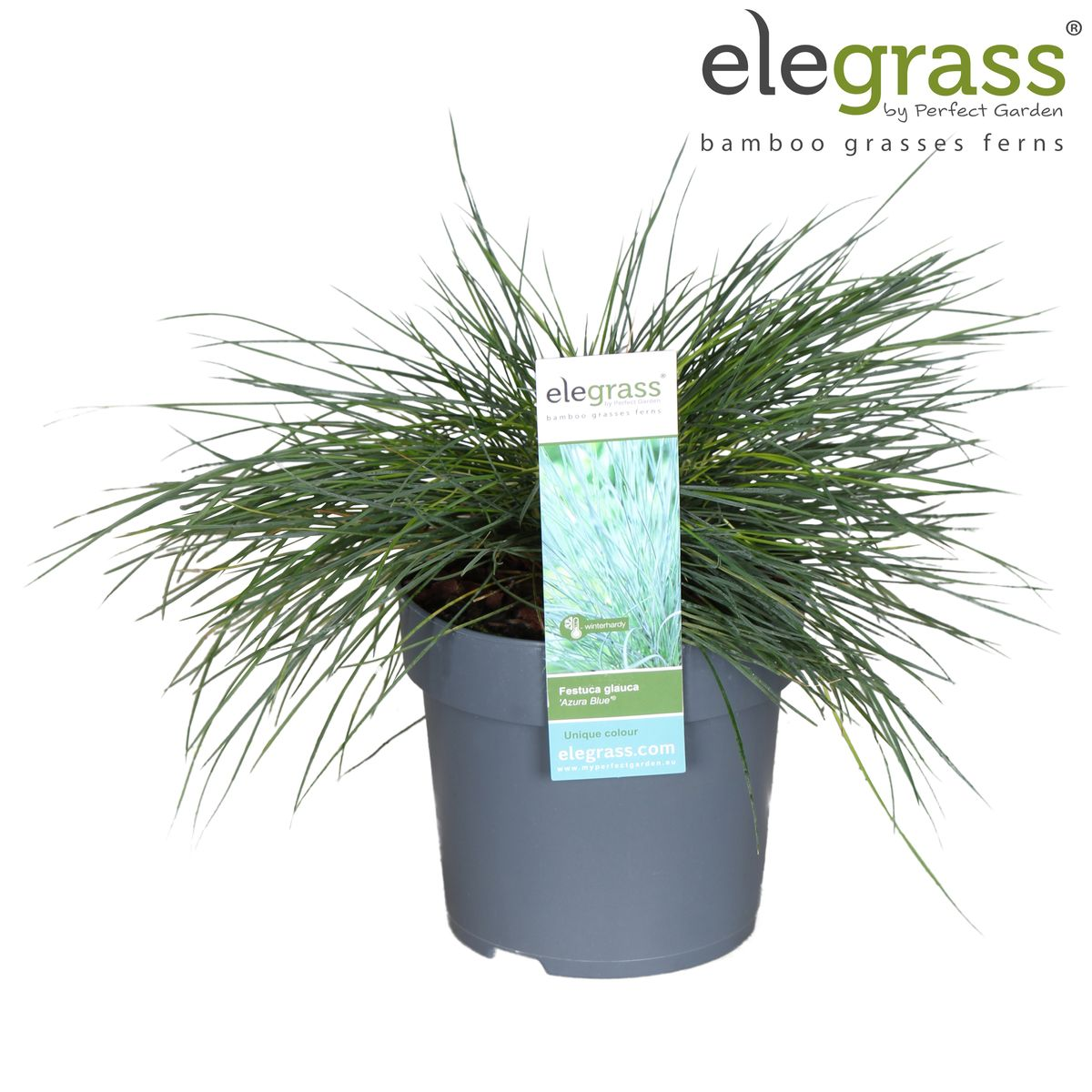Festuca glauca 'Azura Blue' (blue fescue) – Ø19 cm, 40 cm high – art. 6627 – photo 11