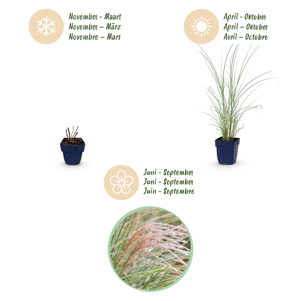 Miscanthus sinensis 'Morning Light' (Chinese silver grass) – 24 plants, Ø11 cm, 15–25 cm high – photo 4