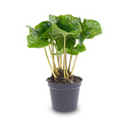 Coffea arabica (kaffeplante) – Ø6 cm