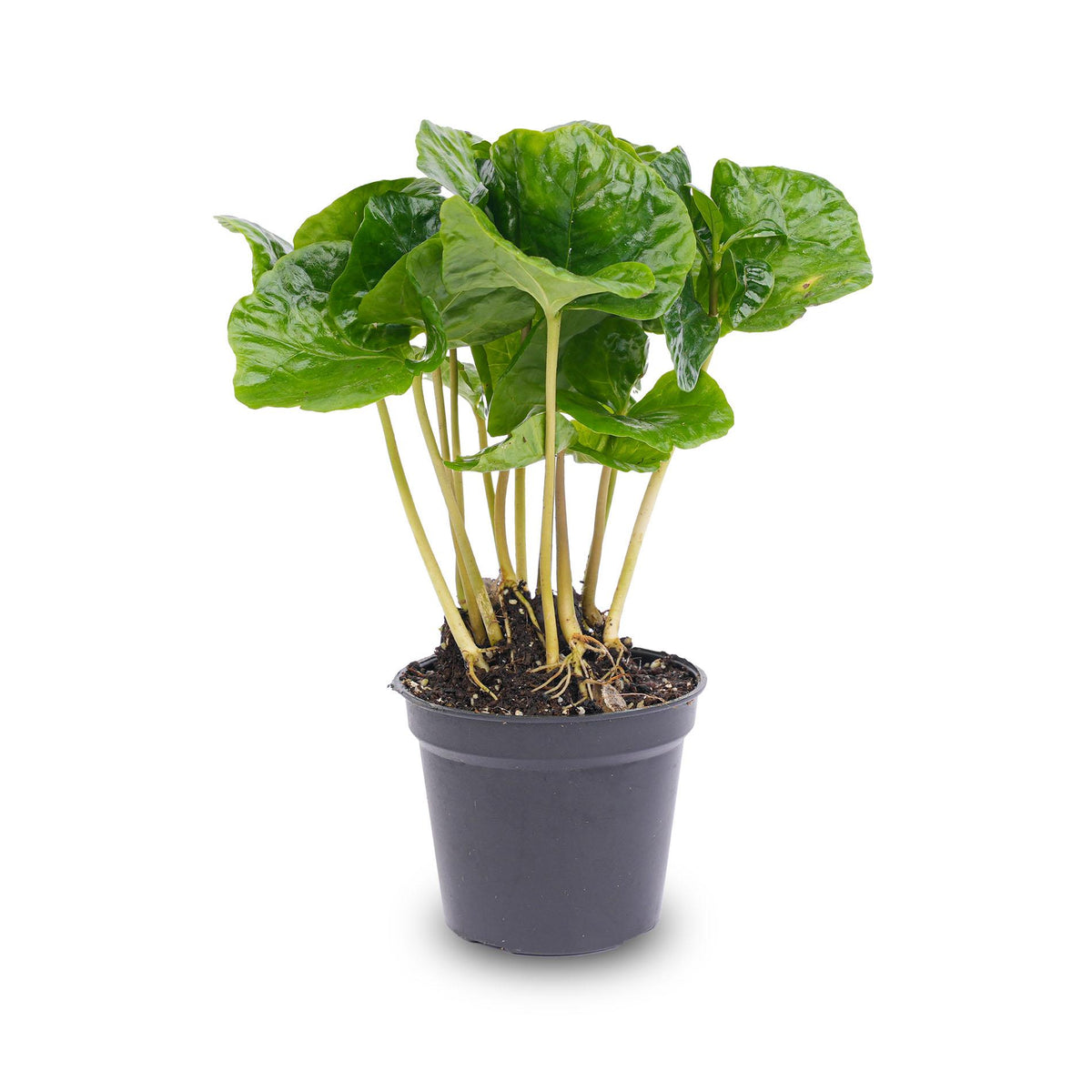 Coffea arabica (kaffeplante) – Ø6 cm