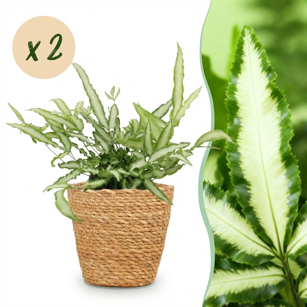 2× Pteris cretica Albolineata (pteris fern) with basket – Ø12 cm, 20 cm high