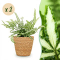 2× Pteris cretica Albolineata (pteris fern) with basket – Ø12 cm, 20 cm high