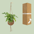 Monstera Minima Hängepflanze (Mini-Monstera) als Kokodama (Kokosfaserball) – Ø 15 cm, 25 cm hoch