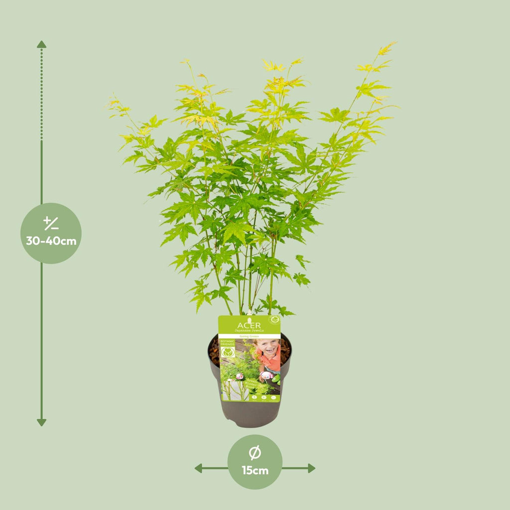 Acer palmatum 'Going Green' (Japanse esdoorn) – Ø15 cm, 30 cm hoog