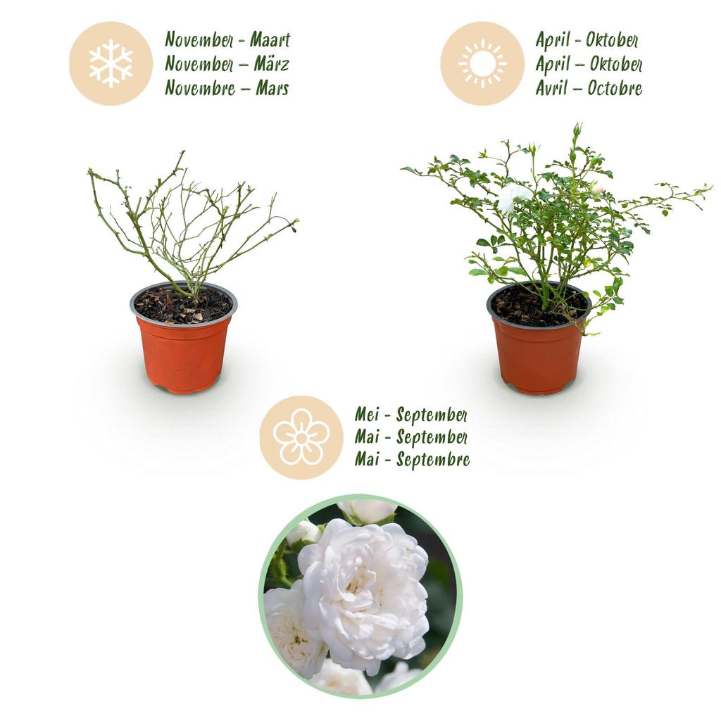 Rosa 'White Fairy' (rosier) – blanc – 3 plants, Ø12 cm, 20–25 cm de haut – photo 4