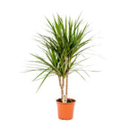 Dracaena marginata (dragetræ) – Ø17 cm, 90 cm høj