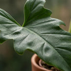 Philodendron Lacerum – Ø19 cm, 65 cm hoog