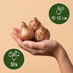 Gevulde narcis mix – 30 bloembollen (bolmaat 10/12)