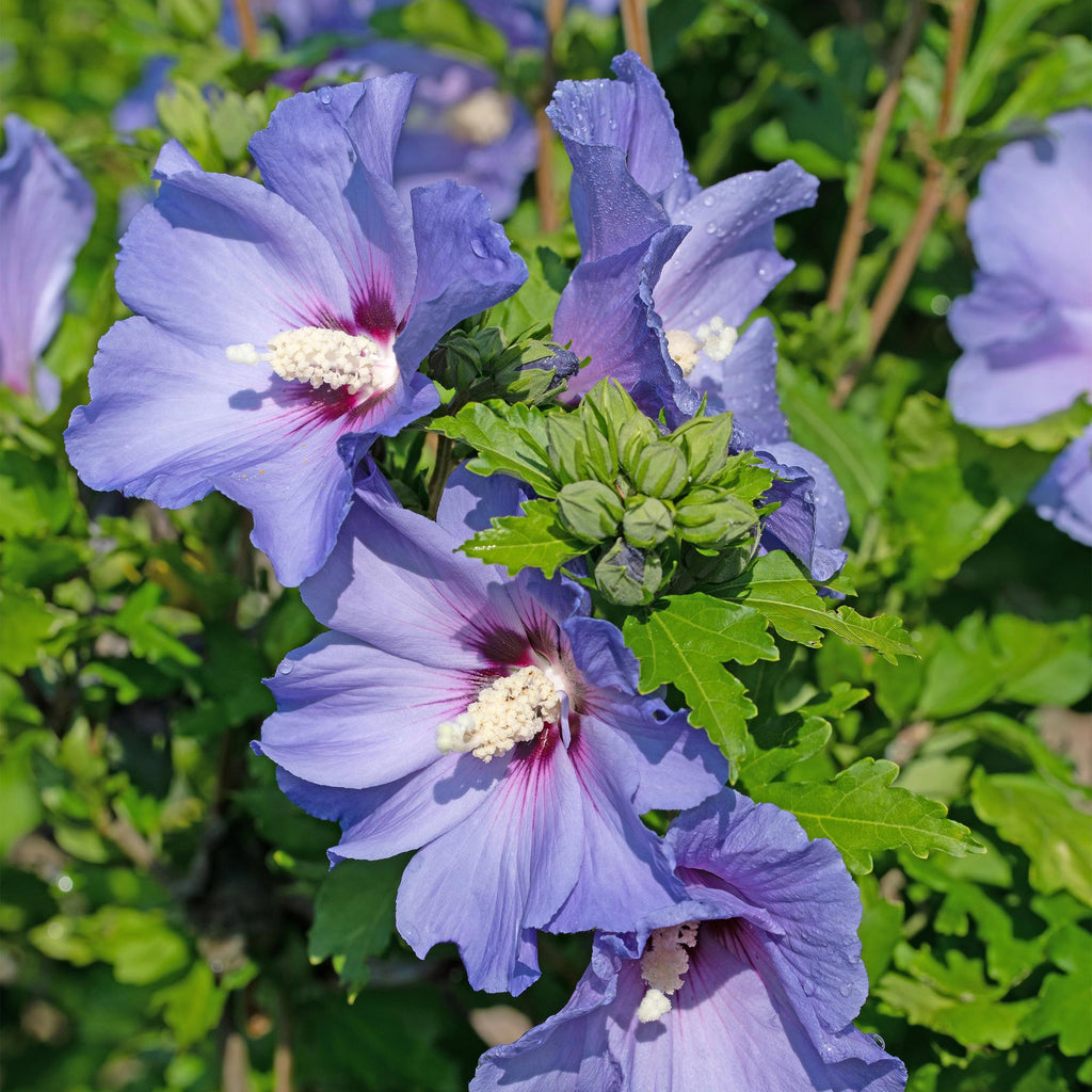 Hibiscus syriacus 'Oiseau Blue' (tropical hibiscus) – blue – Ø17 cm, 45 cm high – photo 6