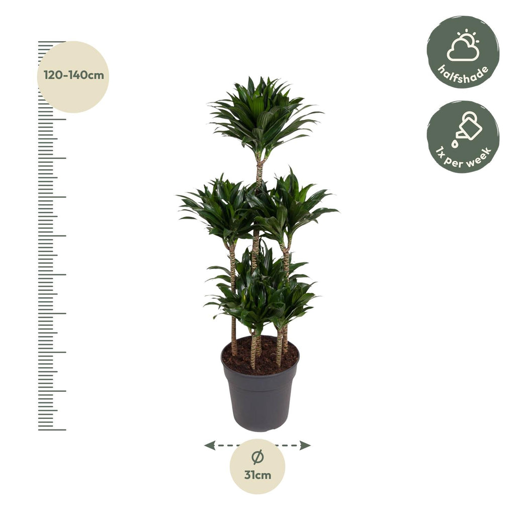Dracaena Compacta Carrousel (drakenboom) – Ø31 cm, 130 cm hoog