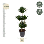 Dracaena Compacta Carrousel (drakenboom) – Ø31 cm, 130 cm hoog