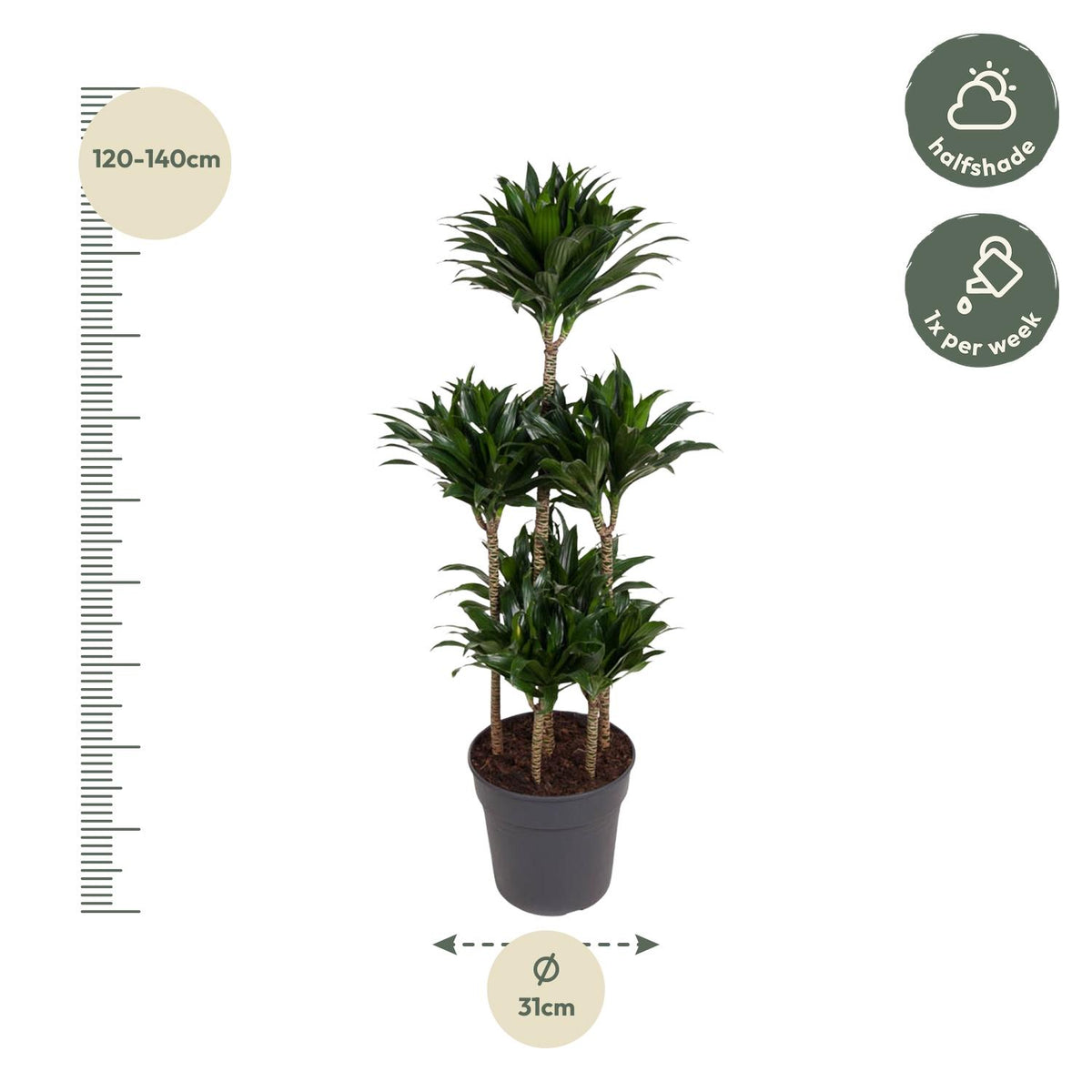 Dracaena Compacta Carrousel (drakenboom) – Ø31 cm, 130 cm hoog