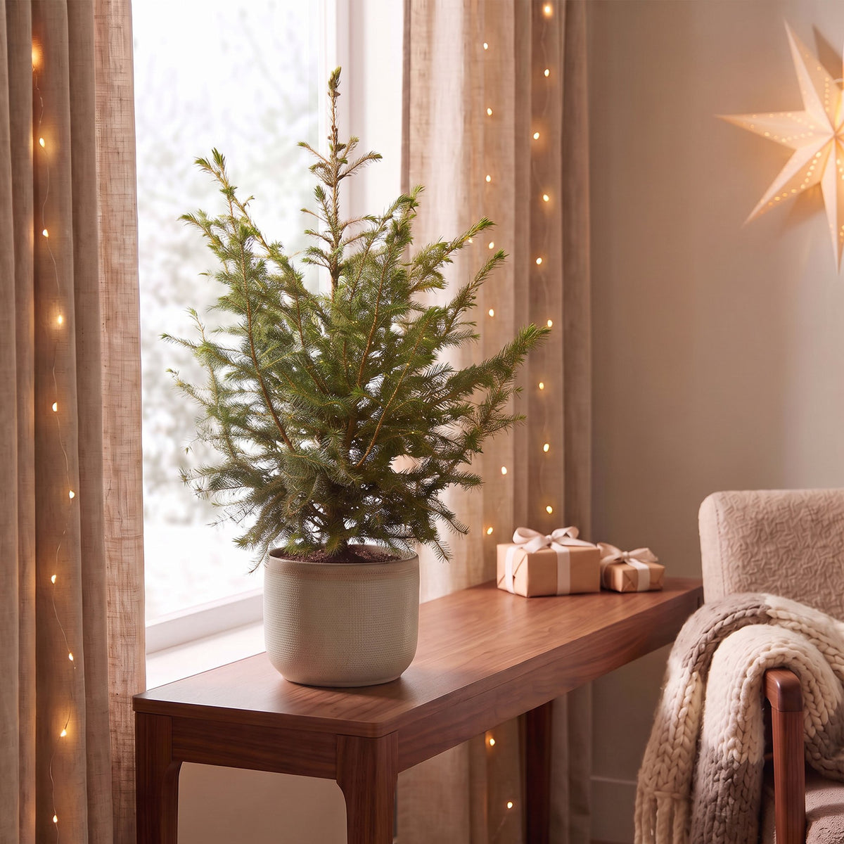2× Picea omorika (kerstboompje) – Ø23 cm, 70 cm hoog