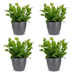 4× Asplenium Crispy Wave (fougère nid d’oiseau) en pot décoratif Potter gris – Ø12 cm, 30 cm de haut