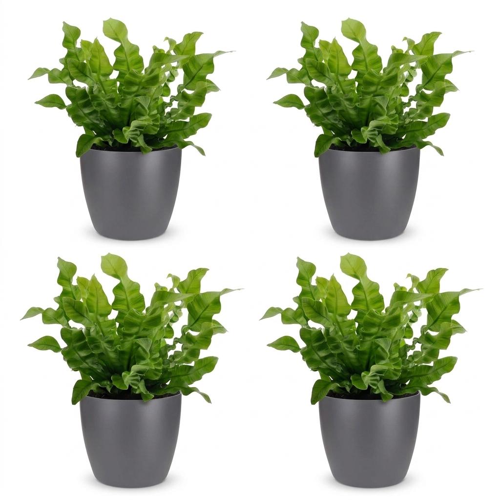 4× Asplenium Crispy Wave (fougère nid d’oiseau) en pot décoratif Potter gris – Ø12 cm, 30 cm de haut – photo 2