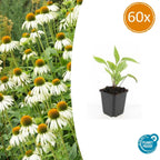 Echinacea p. 'White Swan' (coneflower) – 60 plants, Ø9 cm, 10–25 cm high