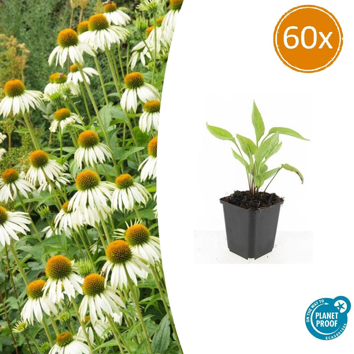 Echinacea p. 'White Swan' (coneflower) – 60 plants, Ø9 cm, 10–25 cm high – photo 2