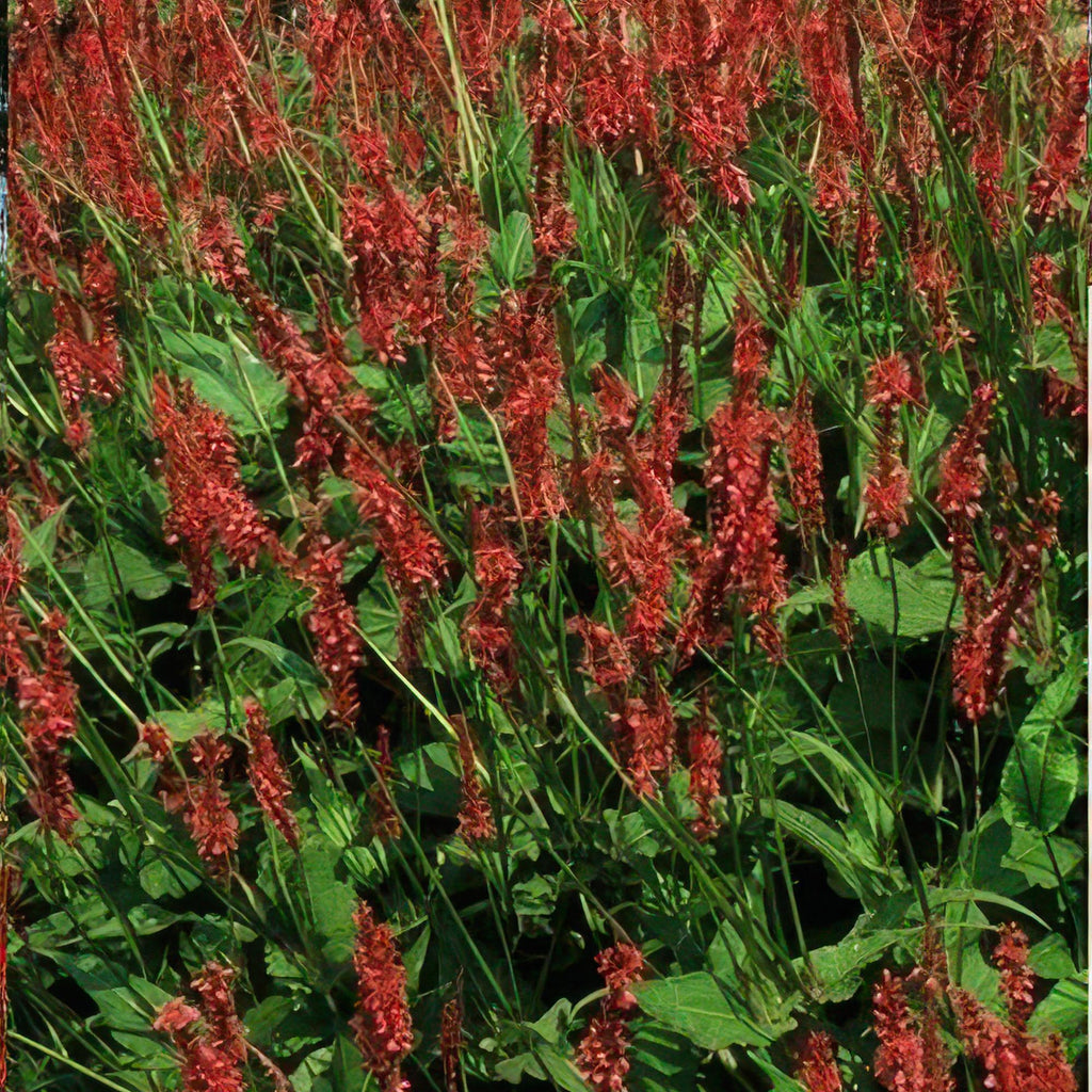 Persicaria amplexicaulis (knotweed) – 6 plants, Ø9 cm, 10–25 cm high