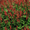 Persicaria amplexicaulis (knotweed) – 6 plants, Ø9 cm, 10–25 cm high
