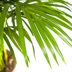 Dypsis Areca Lutescens (goudpalm) – Ø21 cm, 100–120 cm hoog