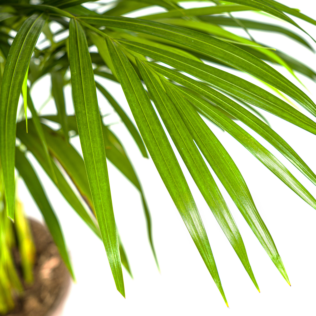 Dypsis Areca Lutescens (goudpalm) – Ø21 cm, 100–120 cm hoog