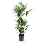 Howea forsteriana (kentiapalm) – Ø27 cm, 160–170 cm hoog