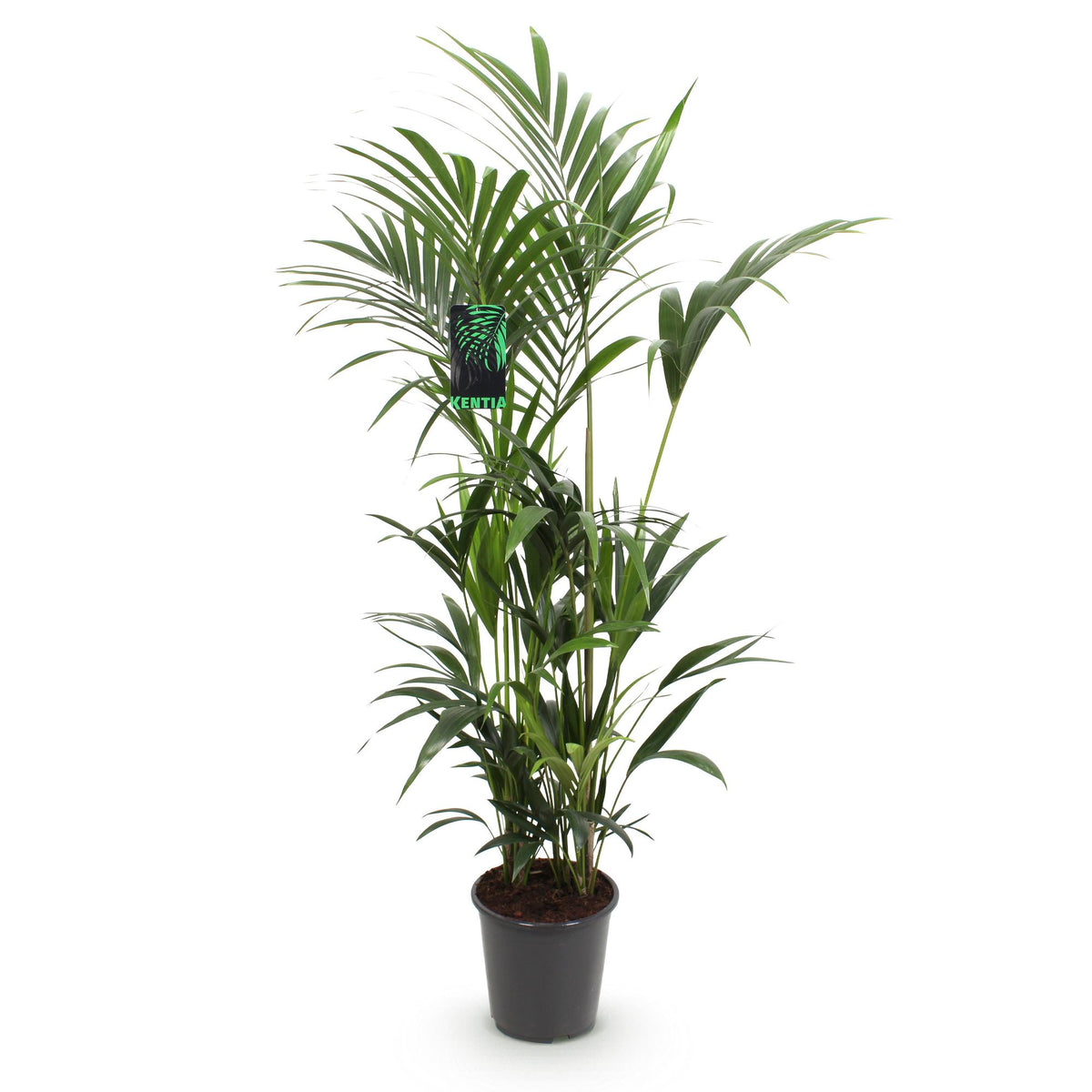 Howea forsteriana (Kentia-Palme) – Ø 27 cm, 160–170 cm hoch