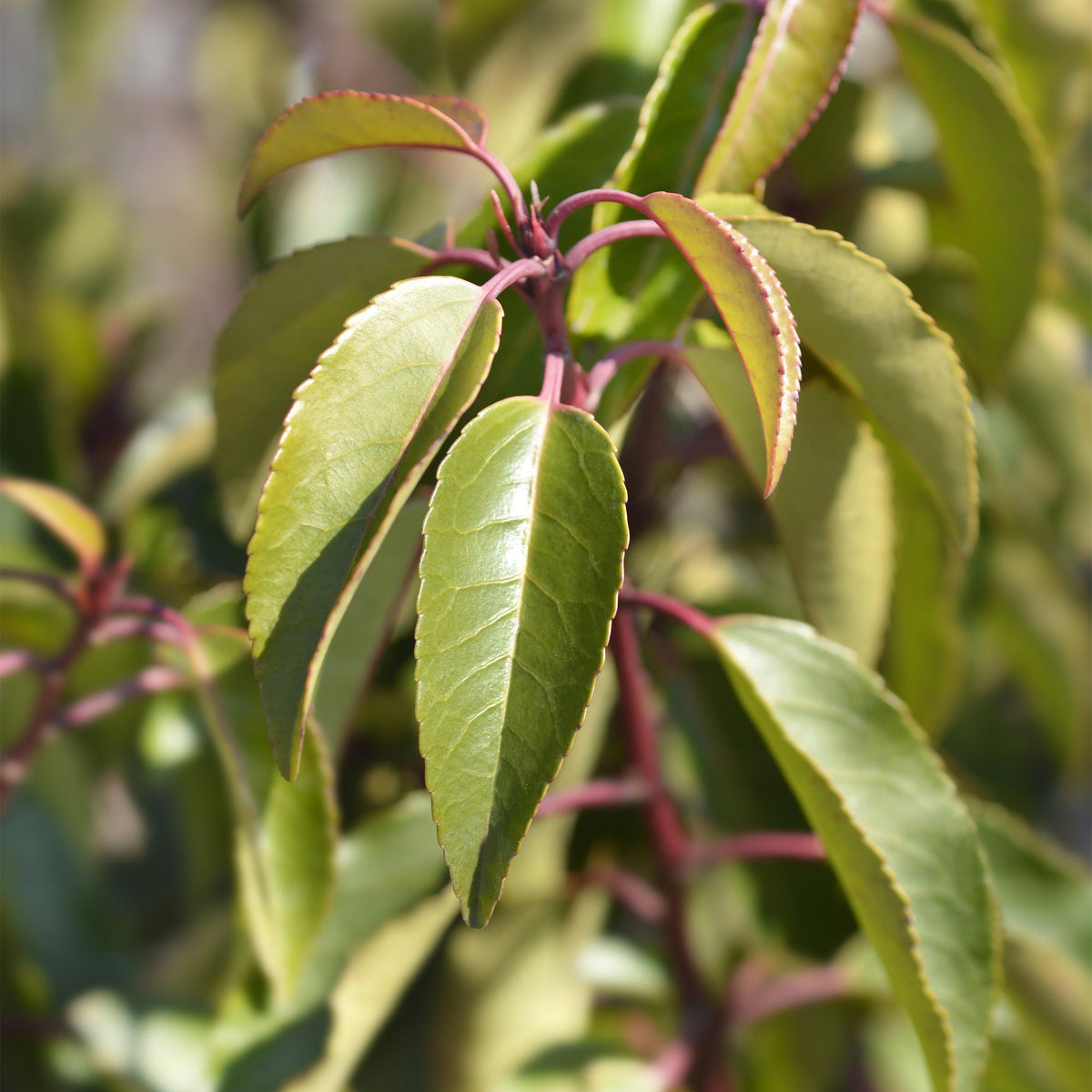 Prunus lusitanica angustifolia (laurier du Portugal) – 6 plants, Ø17 cm, 50 cm de haut – photo 5