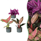 3× jeunes plants Paradise Mix incl. Linnea Misty Blue – Ø6 cm, 10–15 cm de haut