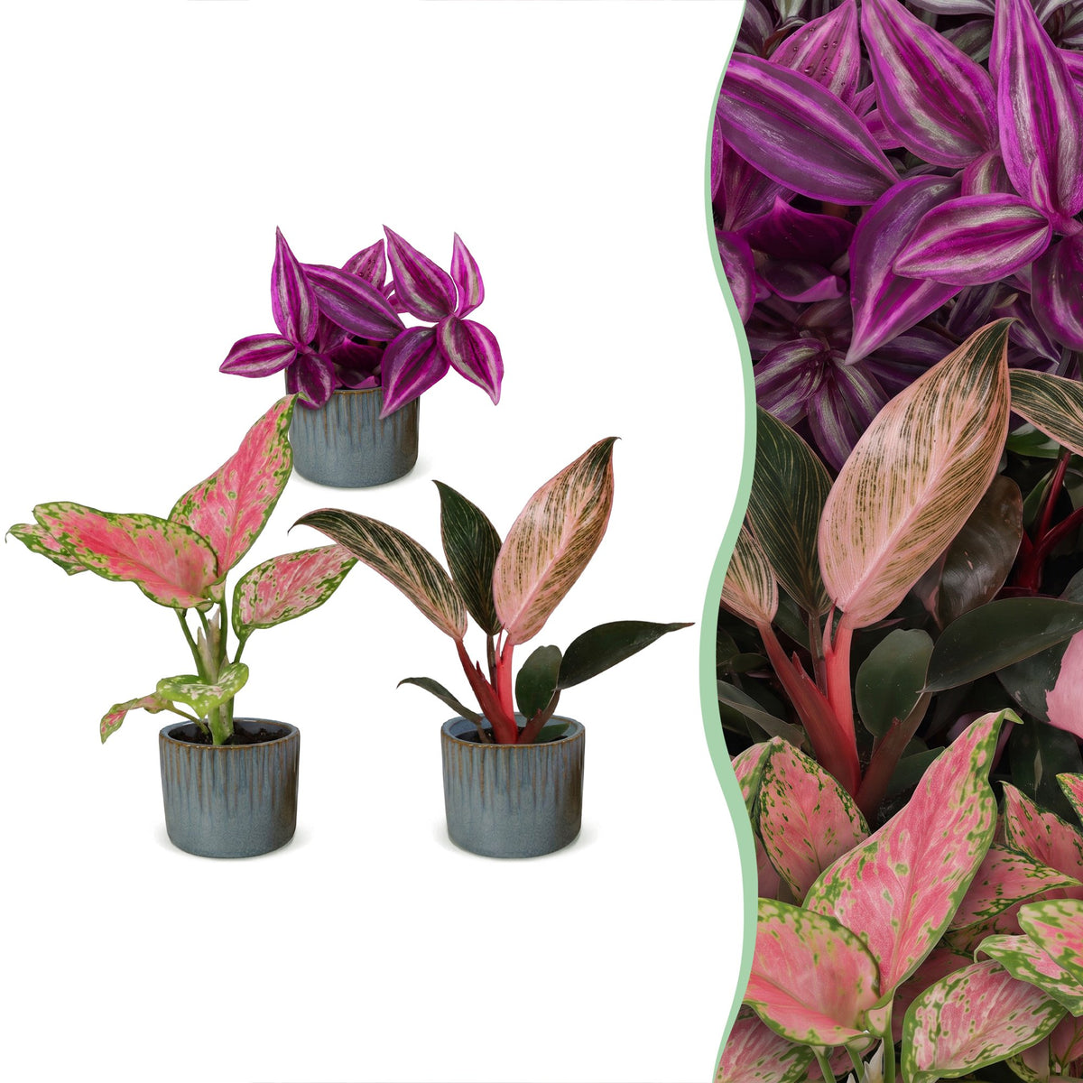 3× jeunes plants Paradise Mix incl. Linnea Misty Blue – Ø6 cm, 10–15 cm de haut