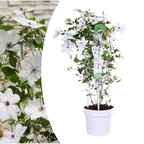 Clematis 'Garland Tsukiko' (Waldrebe) – Ø23 cm