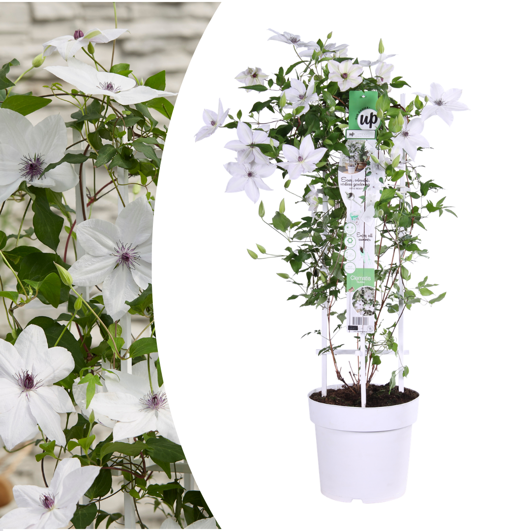 Clematis 'Garland Tsukiko' (bosrank) – Ø23 cm