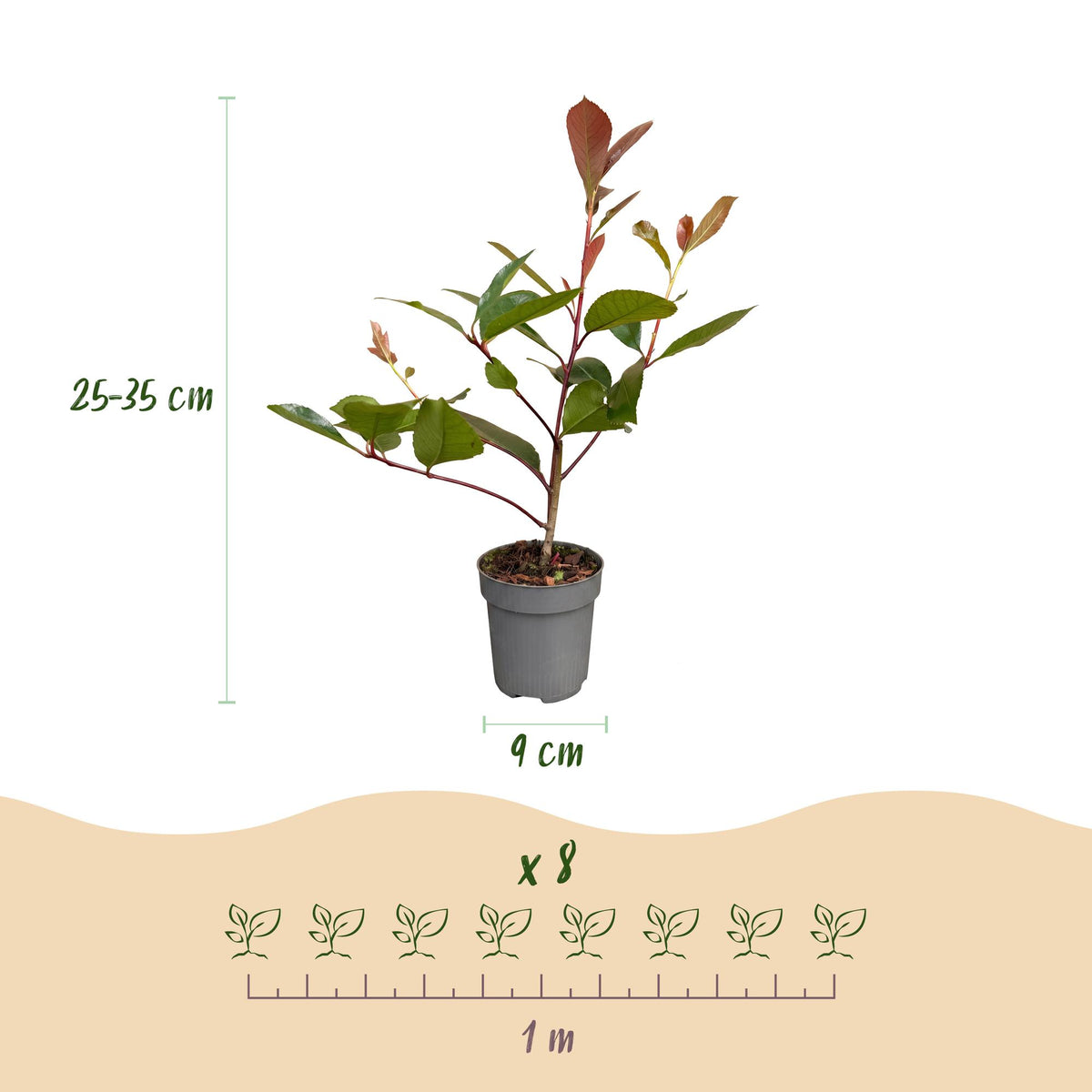Photinia fraseri 'Red Robin' (photinia) – rouge – 40 plants, Ø9 cm, 25–35 cm de haut – photo 4