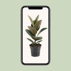 Ficus elastica Robusta (gummitræ) – Ø17 cm, 55 cm høj