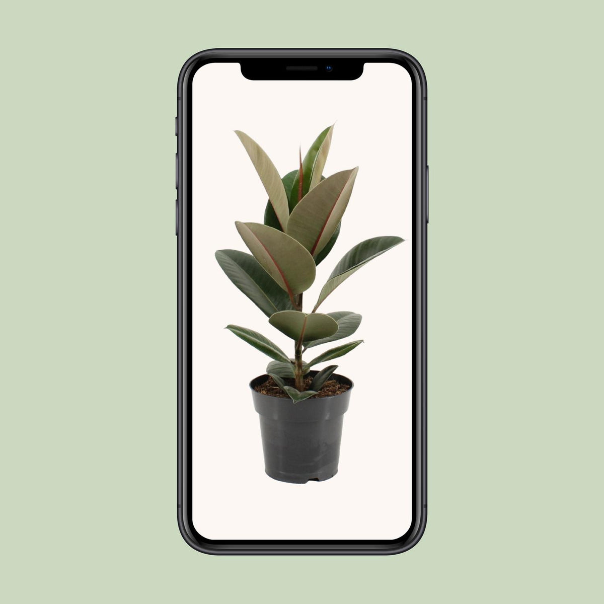 Ficus elastica Robusta (rubberplant) – Ø17 cm, 55 cm hoog
