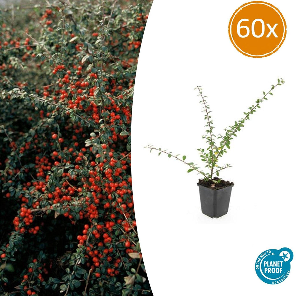 Cotoneaster suec. 'Coral Beauty' (dwarf cotoneaster) – 60 plants, Ø9 cm, 10–25 cm high – photo 2