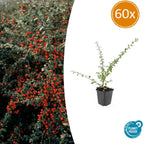 Cotoneaster suec. 'Coral Beauty' (dwarf cotoneaster) – 60 plants, Ø9 cm, 10–25 cm high