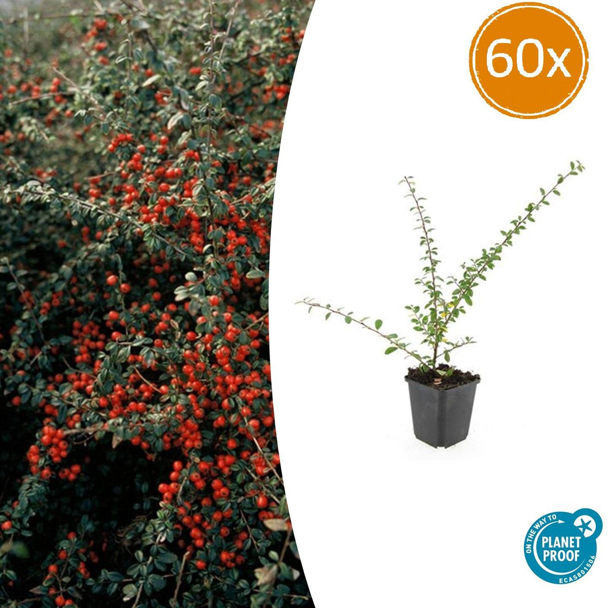 Cotoneaster suec. 'Coral Beauty' (dwarf cotoneaster) – 60 plants, Ø9 cm, 10–25 cm high – photo 2