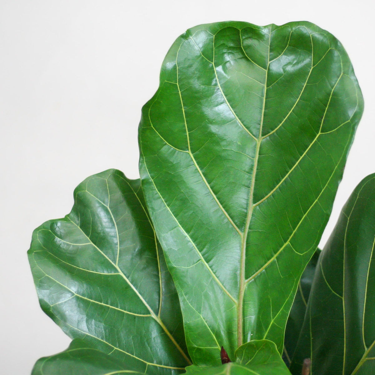 Ficus lyrata (vioolbladplant) in Potter-sierpot pot – Ø21 cm, 80 cm hoog – wit