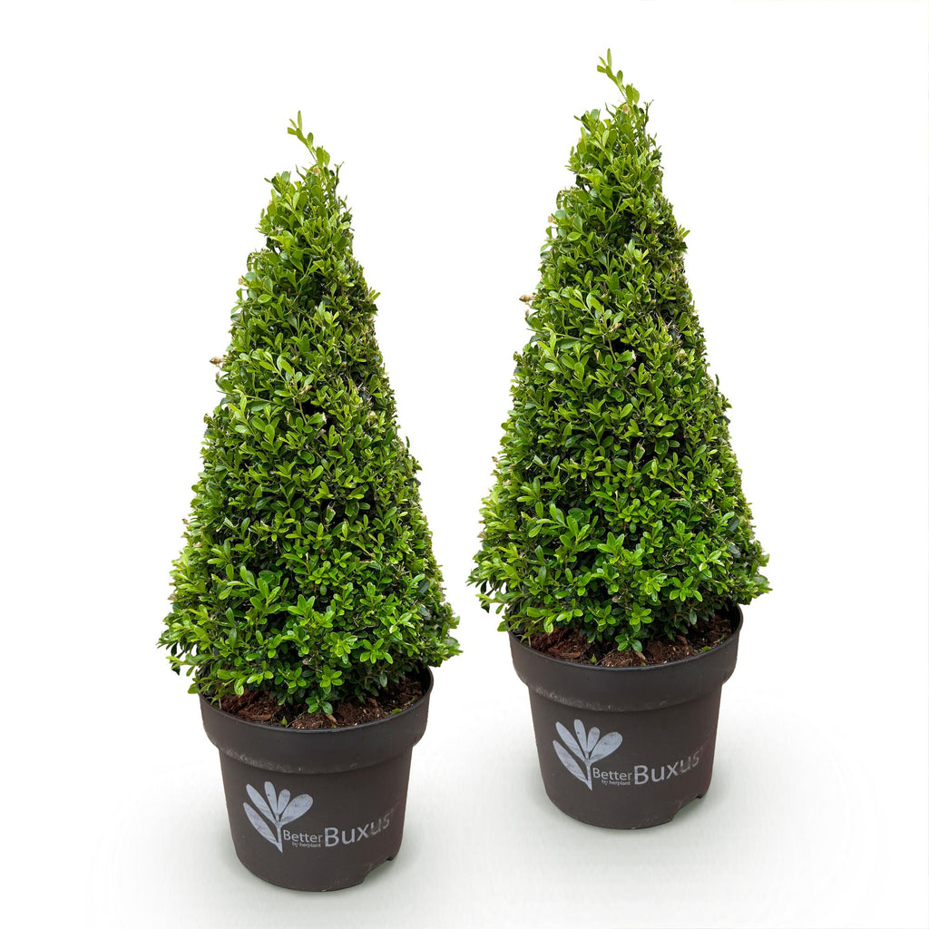 Buxus 'Pyramid' – 2 plants, Ø23 cm, 60–70 cm high