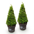 Buxus 'Pyramid' – 2 plants, Ø23 cm, 60–70 cm high