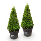 Buxus 'Pyramid' – 2 plants, Ø23 cm, 60–70 cm high