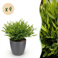 4× Bamusa Pogonatherum Monica (Bambusgras) im grauen Tontopf – Ø 12 cm, 20 cm hoch