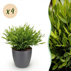 4× Bamusa Pogonatherum Monica (Bambusgras) im grauen Tontopf – Ø 12 cm, 20 cm hoch