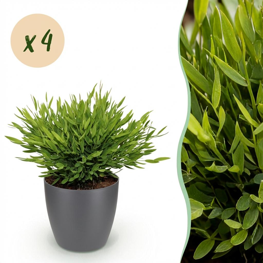 4× Bamusa Pogonatherum Monica (Bambusgras) im grauen Tontopf – Ø 12 cm, 20 cm hoch