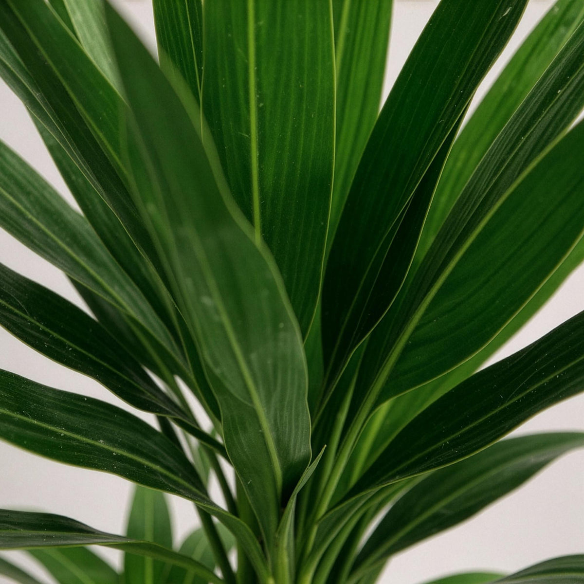 Yucca elephantipes – Ø21 cm, 100 cm hoog – art. 54713