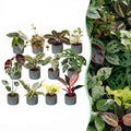 12× Verrassingsbox kamerplantjes incl. Linnea Misty Blue – Ø6 cm, 5–15 cm hoog