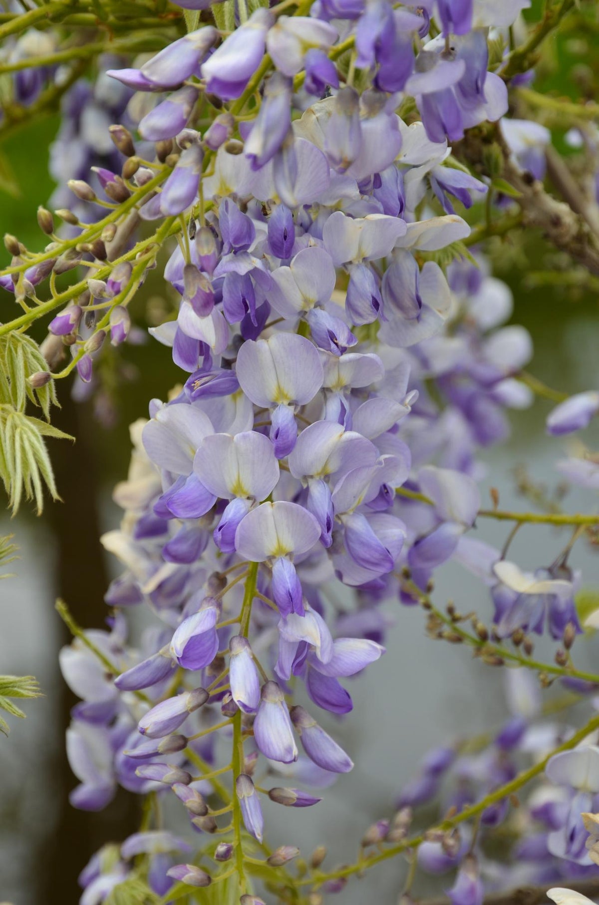 Wisteria sinensis 'Caroline' (purple rain) – Ø15 cm, 65 cm high – photo 4