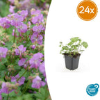 Geranium cantabrigiense 'Cambridge' (storkege) – 24 planter, Ø9 cm, 10–25 cm høje